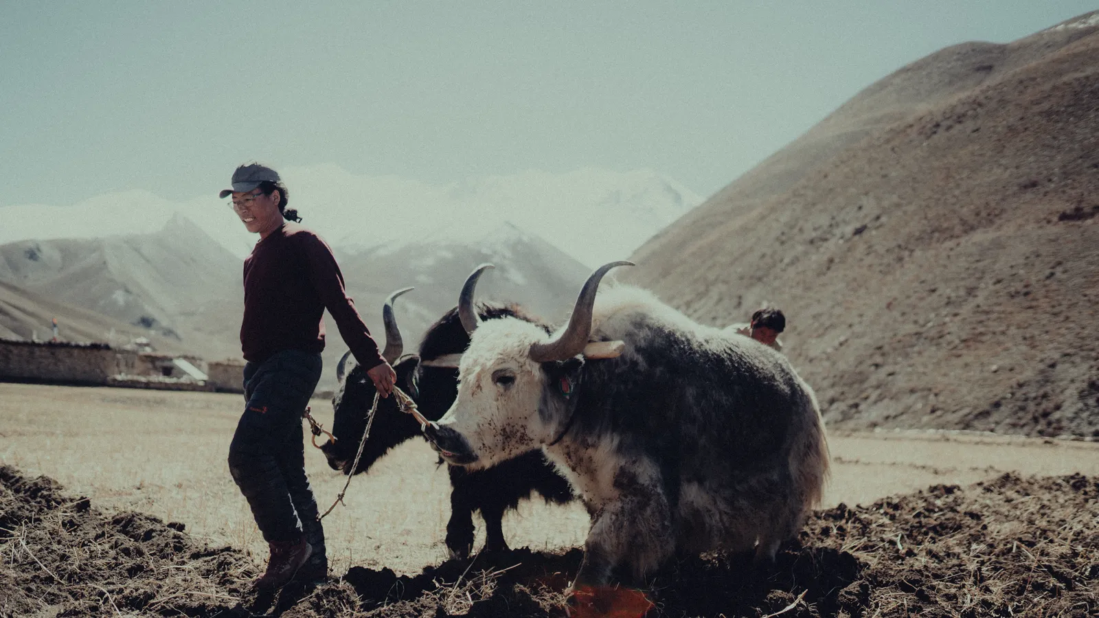 dho_yak_ploughing