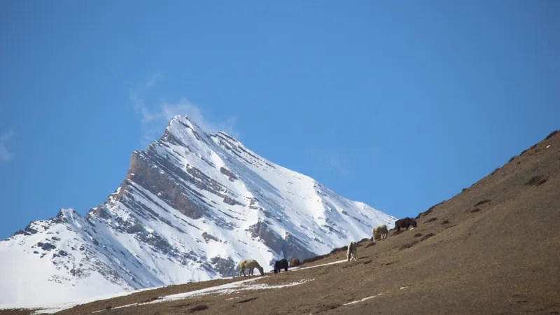 numa_la_peak